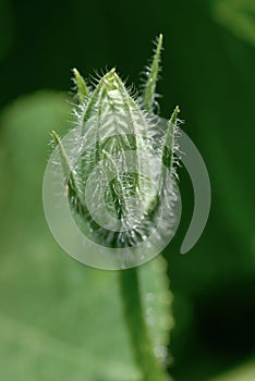 Pumpkin bud