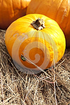 Pumpkin and Bug Thanksgiving Halloween