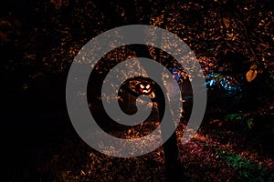 Pumpkin Burning In Forest At Night - Halloween Background. Scary Jack o Lantern smiling and glowing pumpkin with dark toned foggy