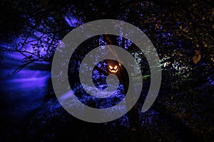 Pumpkin Burning In Forest At Night - Halloween Background. Scary Jack o Lantern smiling and glowing pumpkin with dark toned foggy