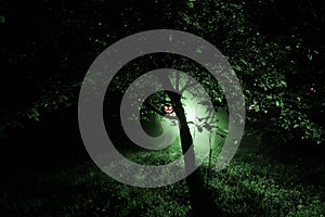 Pumpkin Burning In Forest At Night - Halloween Background. Scary Jack o Lantern smiling and glowing pumpkin with dark toned foggy