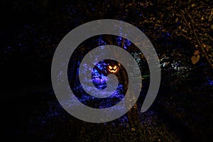 Pumpkin Burning In Forest At Night - Halloween Background. Scary Jack o Lantern smiling and glowing pumpkin with dark toned foggy