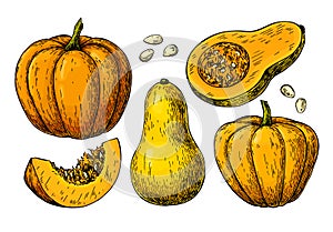 Pumpkin and butternut squash vector drawing set.