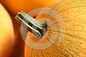 Pumpkin Close Up