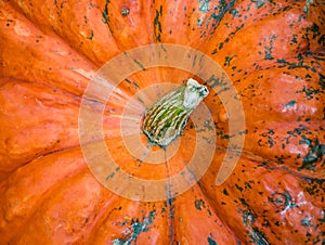 Pumpkin close-up. Orange pumpkin top view. Gourd fragment close up. Squash background