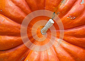 Pumpkin close-up. Orange pumpkin top view. Gourd fragment close up. Squash background