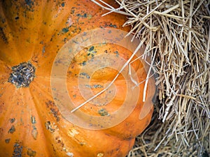 Pumpkin close-up. Orange pumpkin top view. Gourd fragment close up. Squash background. Large orange pumpkin lie in the straw