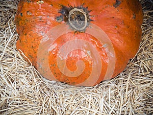 Pumpkin close-up. Orange pumpkin top view. Gourd fragment close up. Squash background. Large orange pumpkin lie in the straw