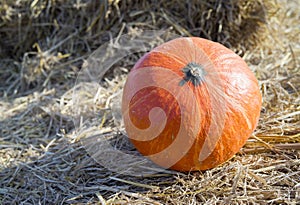 Pumpkin2