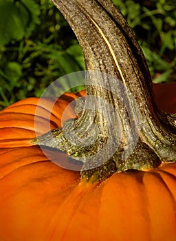Pumpkin Closeup photo