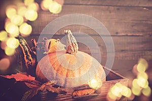 Pumpkin closeup. Autumn Bokeh lights background. Thanksgiving or Halloween concept, copy space