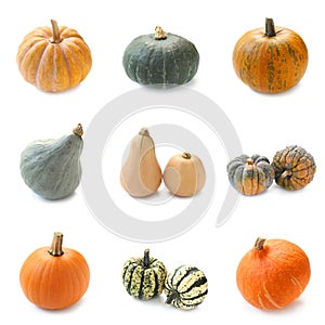 Pumpkin Collection