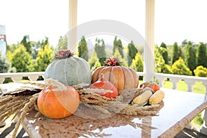 Pumpkin in color assortment with corn on a marble table