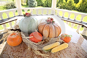 Pumpkin in color assortment with corn on a marble table