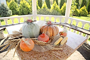 Pumpkin in color assortment with corn on a marble table