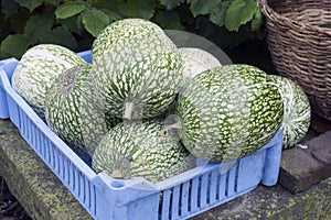 Pumpkin in container photo