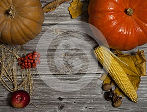 Pumpkin, corn cob, Apple, pumpkin seeds, Rowan berries and barley ears, walnuts and chestnuts, autumn leaves on a wooden backgrou