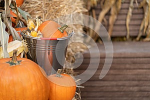 Pumpkin and corn in a tin bucket on straw bales next to the harvest box