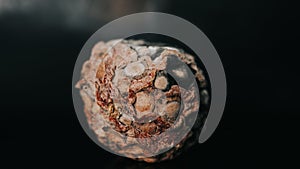 Pumpkin covered with mold on a black background