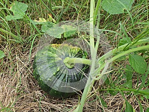 Pumpkin is a creeper, succulent stem, green bark.