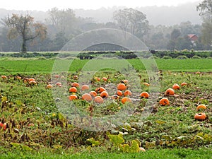 Pumpkin crop in the field in the FingerLakes of NYS photo