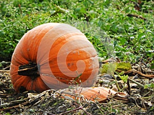 Pumpkin crop grows in the field of NYS