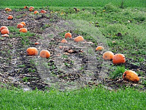 Pumpkin crop laying in the field