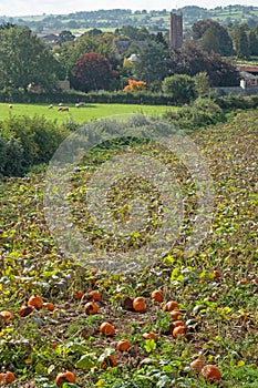 Pumpkin crop ripening ahead of Halloween