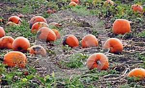 Pumpkin crop rotting in the field