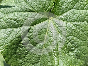 Pumpkin or cucumber leaf close-up. Large green shaggy leaf with veins. Growing vegetable and melon crops