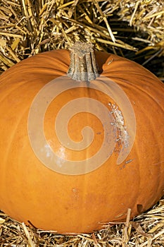 Pumpkin cucurbita