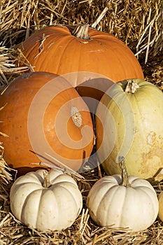 Pumpkin cucurbita