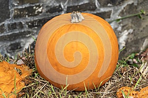 Pumpkin (cucurbita