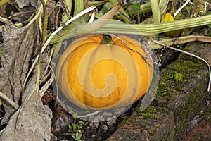 Pumpkin cucurbita pepo `Orangita