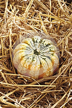 Pumpkin (Cucurbita pepo) on straw
