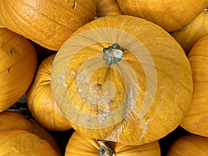 Pumpkin or Cucurbita.
