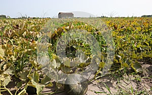 pumpkin on the cultivated field with Sandy soil which facilitate