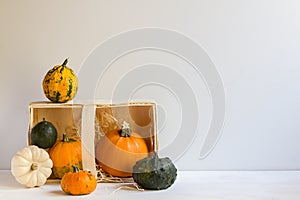 Pumpkin decoration for Halloween, colorful ornamental pumpkins, gourds, autumn, harvest, horizontal, with copy space