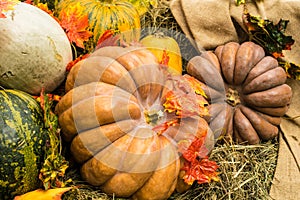 Pumpkin Display