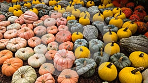 Pumpkin display at the Atlanta Botanical gardens, Atlanta, GA