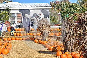 Pumpkin Display with Corn Husks and Scarecrows