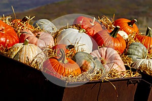 Pumpkin display in old farm equipment on ranch road photo