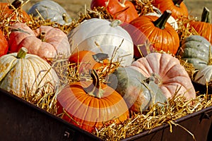 Pumpkin display in old farm equipment on ranch road photo