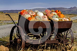 Pumpkin display in old farm equipment on ranch road photo