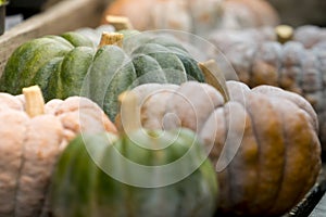 Pumpkin on display 2