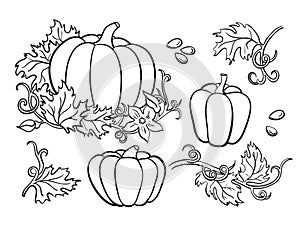 Pumpkin drawing set. Isolated outline vegetable, plant,