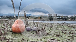Pumpkin on the dry green lake bottom over the heavy clouds