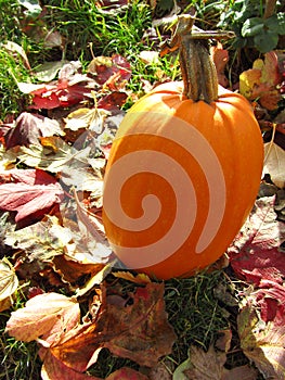 Pumpkin in fall day. Close-up.