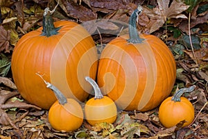 Zucca famiglia 