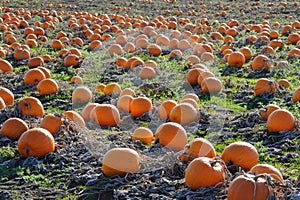 Pumpkin in farm